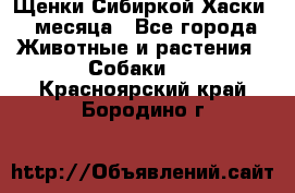 Щенки Сибиркой Хаски 2 месяца - Все города Животные и растения » Собаки   . Красноярский край,Бородино г.